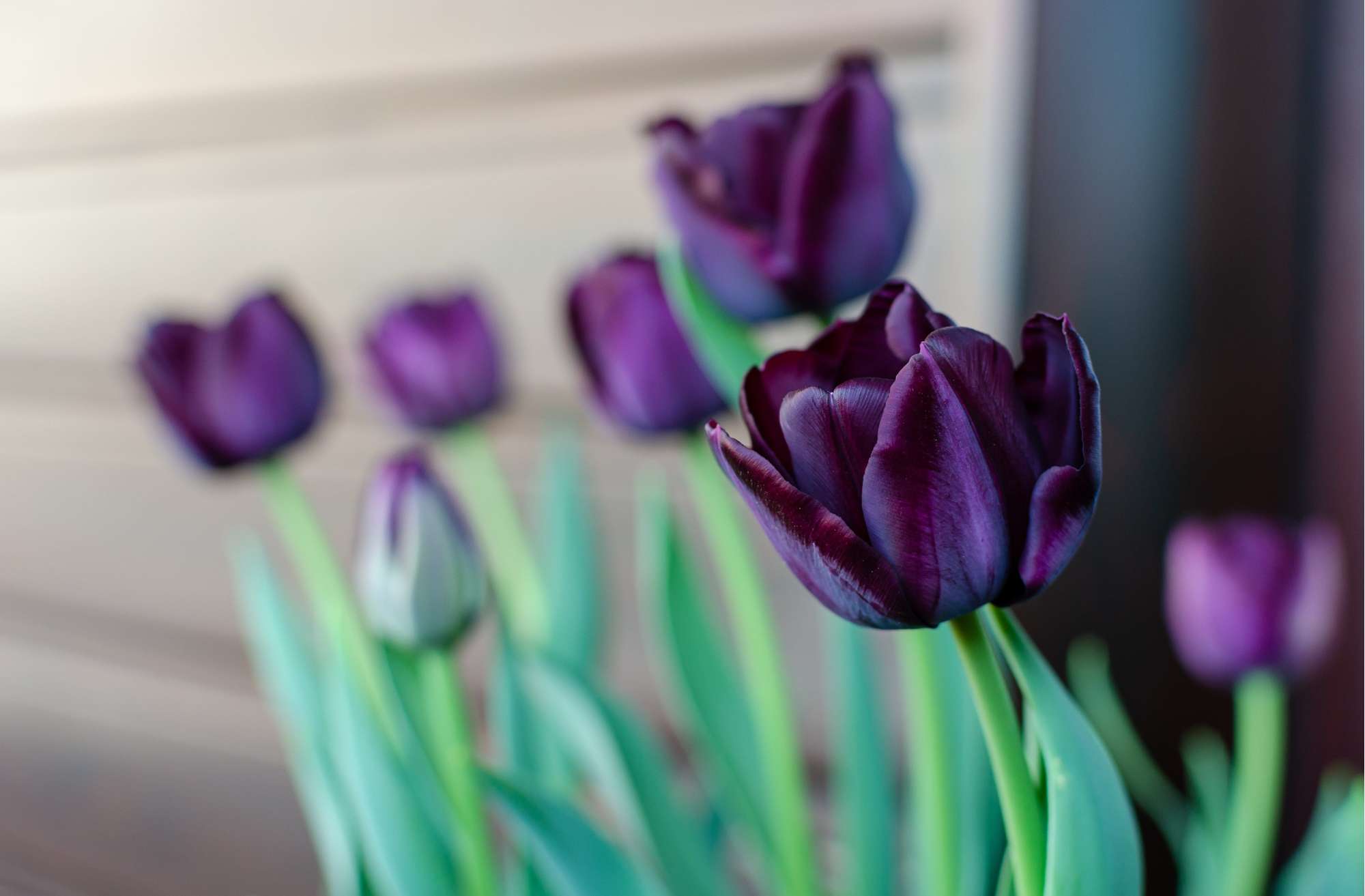 Tulpe 'Paul Scherer'